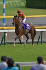 2015 安田記念 モーリス