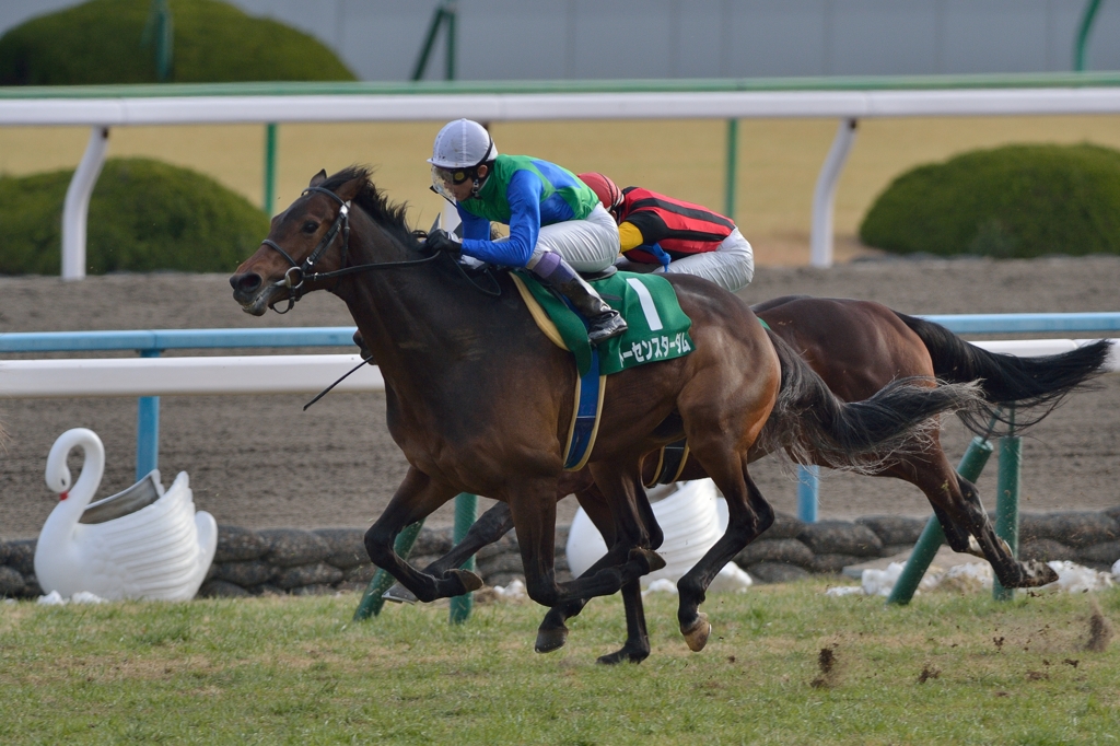 2014 きさらぎ賞　トーセンスターダム