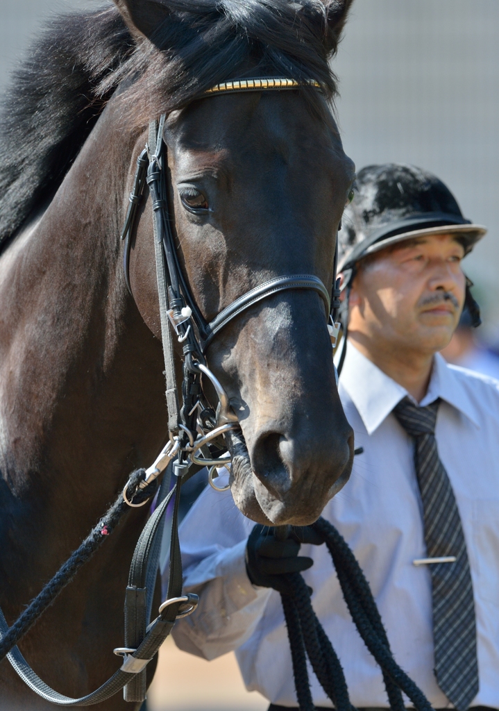 2013 天皇賞（春）　フェノーメノ