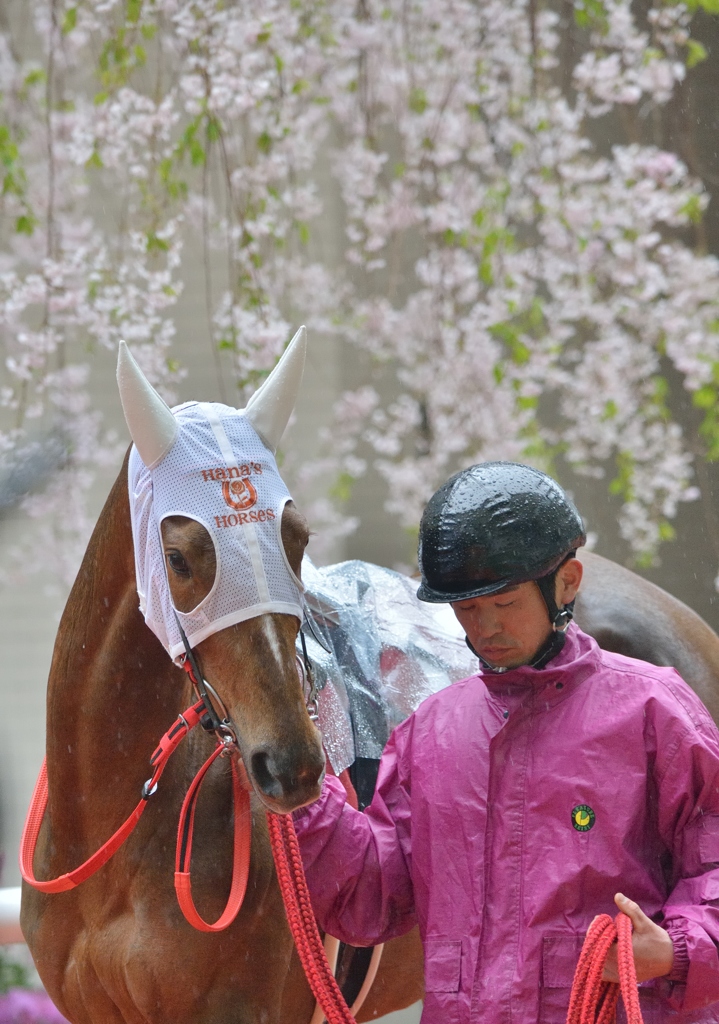 2013 阪神牝馬S　ハナズゴール