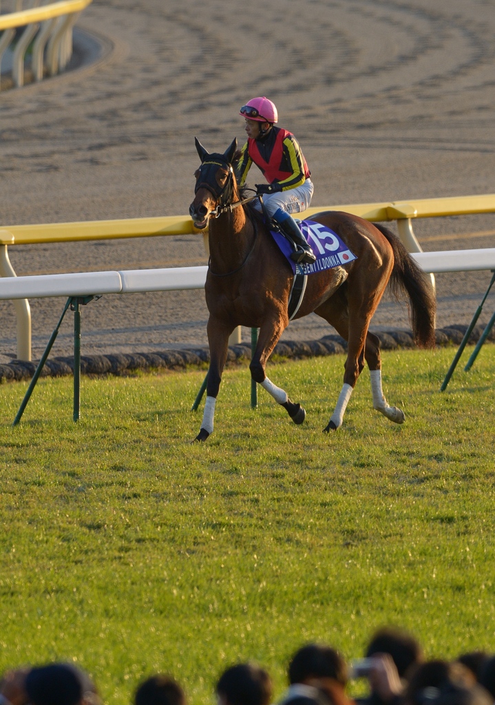 2012　ジャパンカップ　ジェンティルドンナ