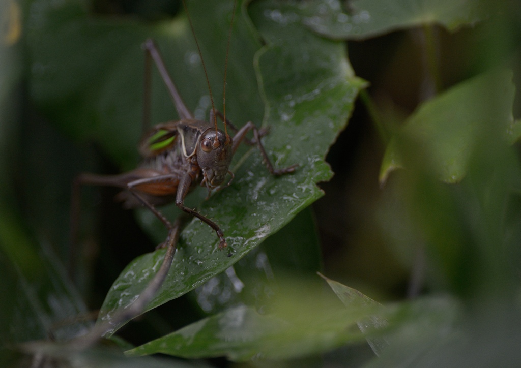 DSC_1738a
