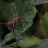 DSC_1738a