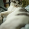 DSC_2549a