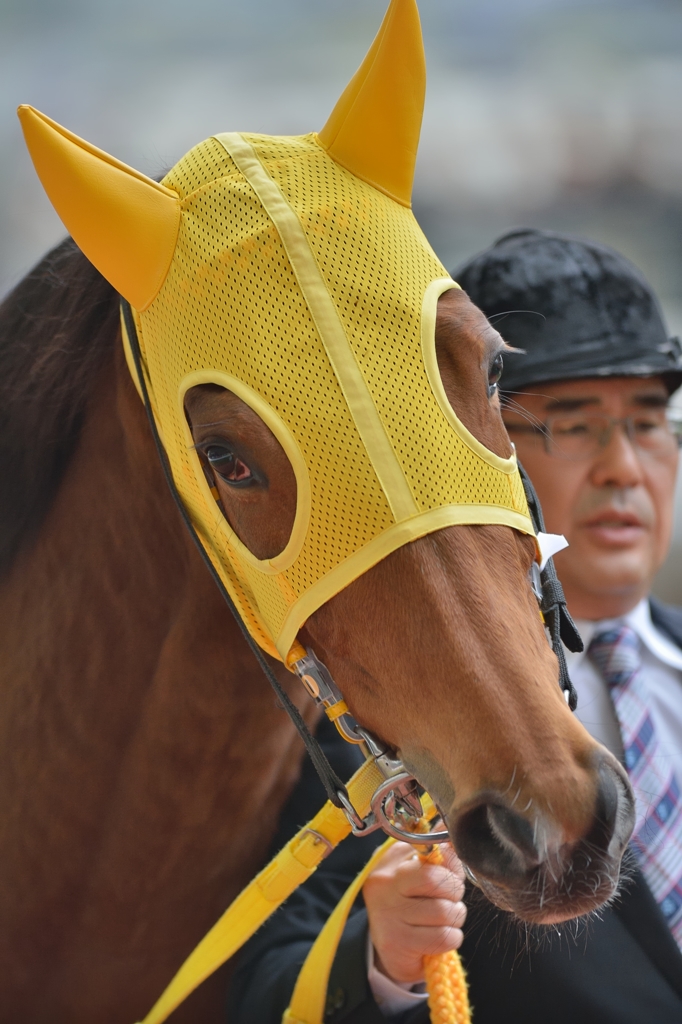 2013 阪神JF　ハープスター