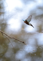 DSC_6561a