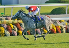 2012　菊花賞　ゴールドシップ