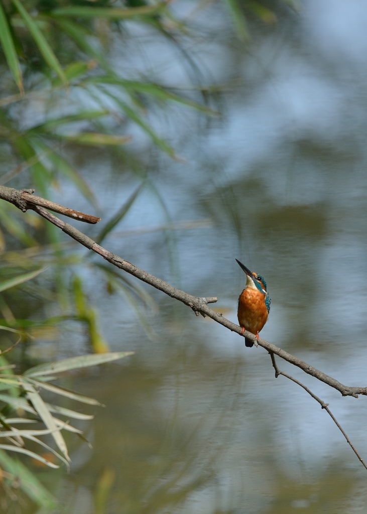 DSC_1386aa　カワセミ