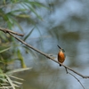 DSC_1386aa　カワセミ