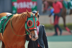2015 中日新聞杯 マイネルミラノ