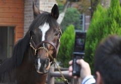 トウカイテイオー　2009　東京競馬場