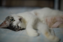 DSC_3852a