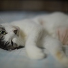 DSC_3852a