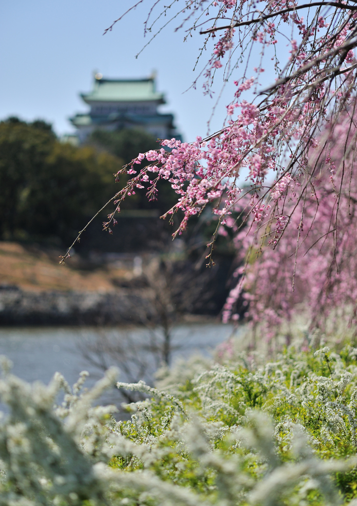 DSC_6786a