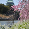 DSC_6786a