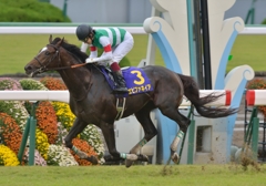 2013　菊花賞　エピファネイア