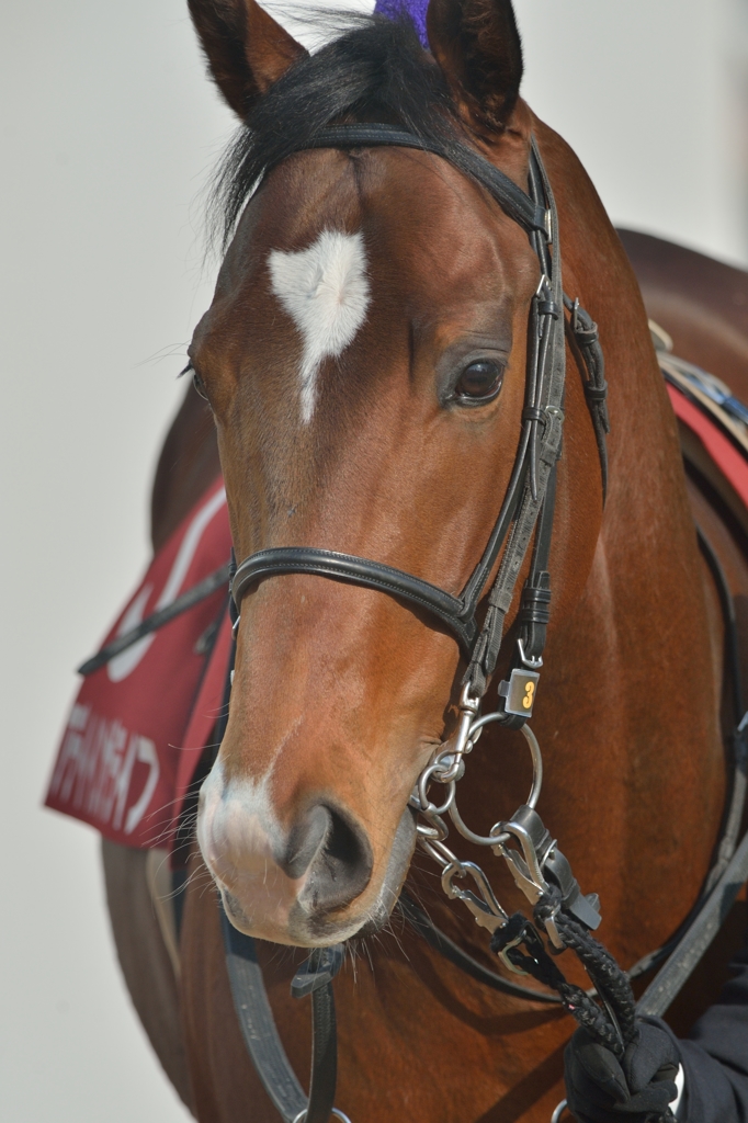 2013　弥生賞　アデイインザライフ