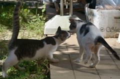 DSC_7225a