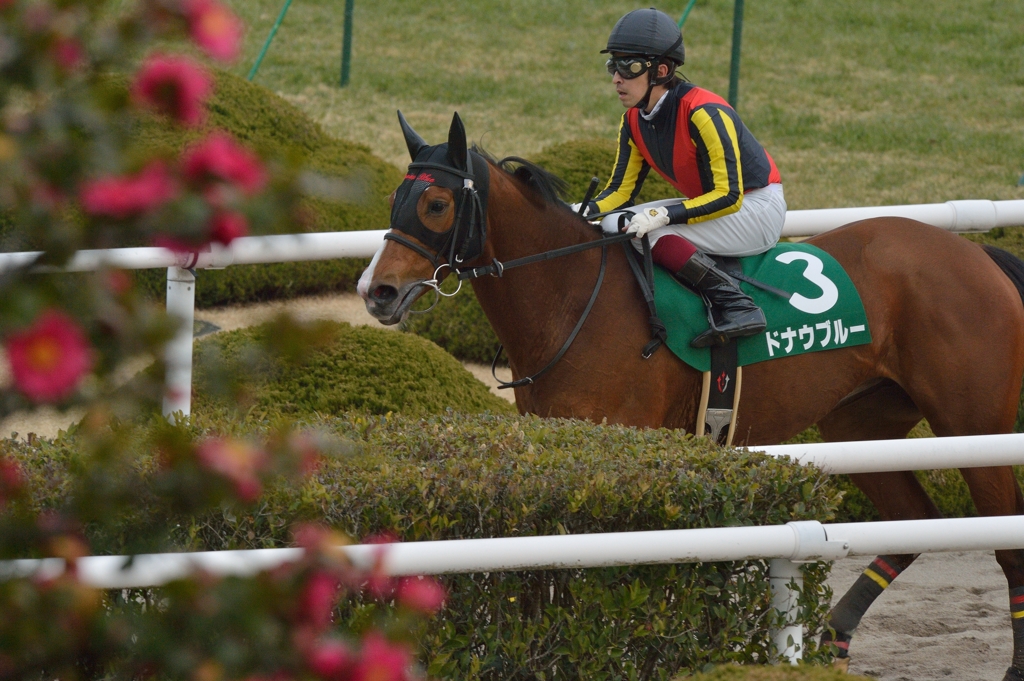 2014 京都牝馬Ｓ　ドナウブルー