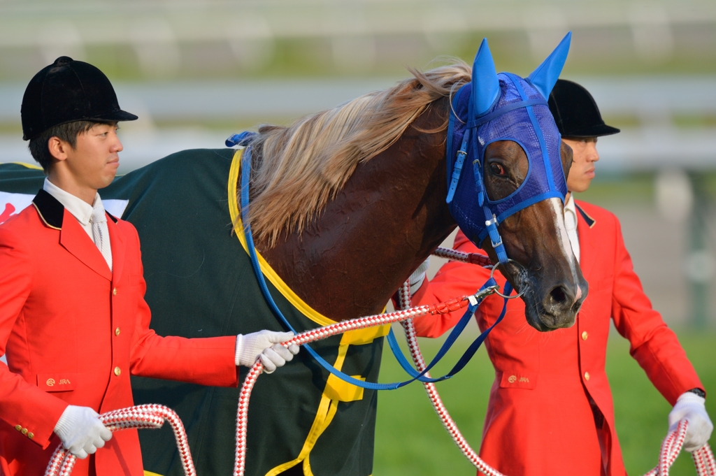 2014　菊花賞　トーホウジャッカル