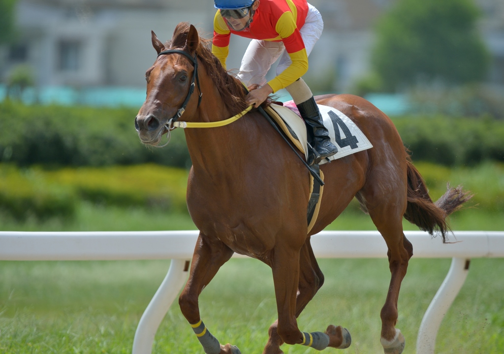 名古屋競馬120903⑥