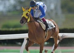 笠松競馬