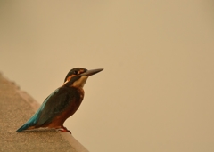 DSC_1190a