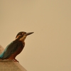 DSC_1190a