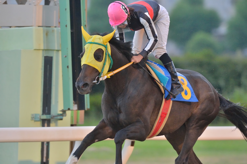 2013.08.23 名古屋競馬　サードニクスOP スウィングダンス