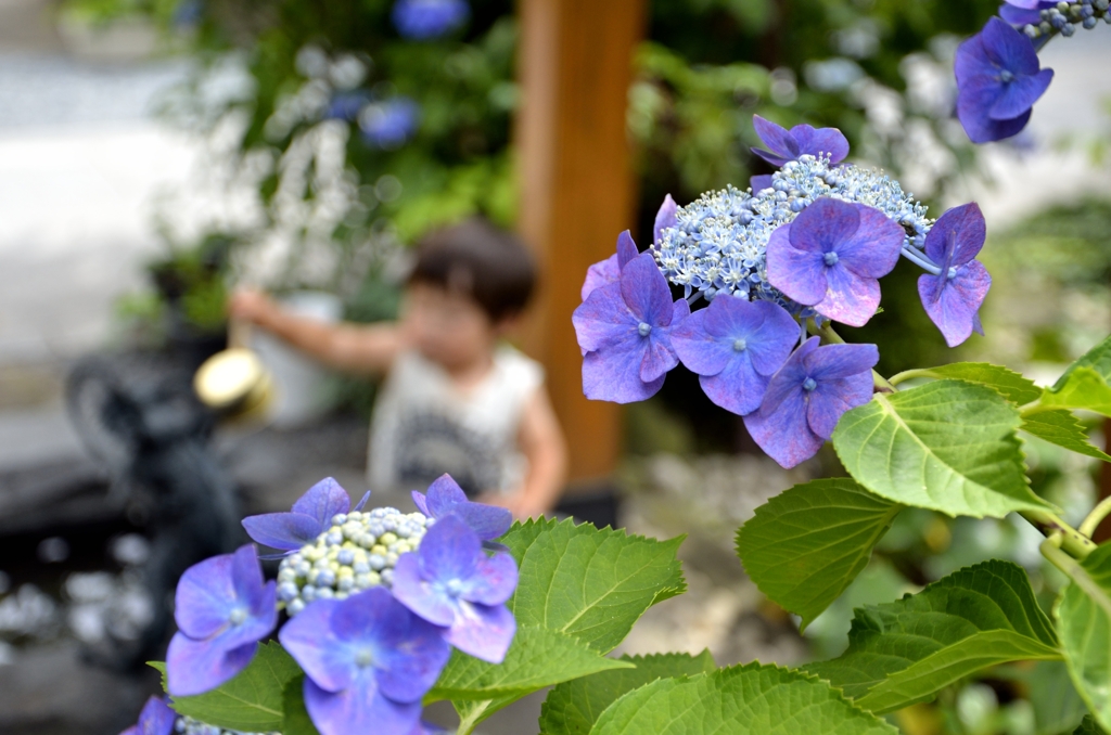 紫陽花の側