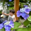 紫陽花の側