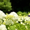 紫陽花の中