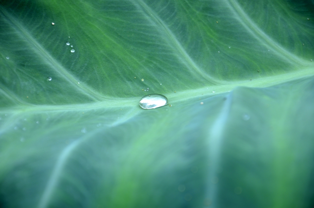 朝の雫