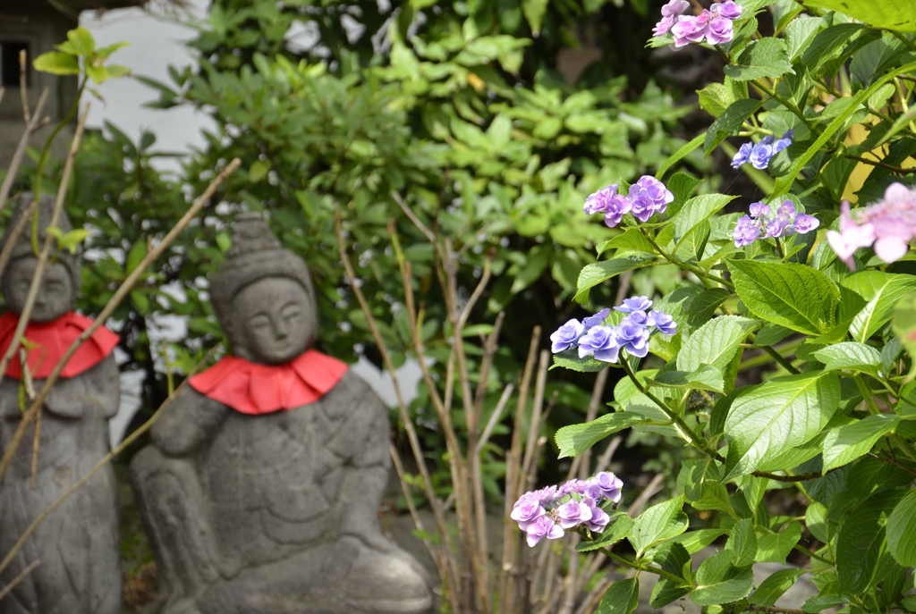 紫陽花を見つめる