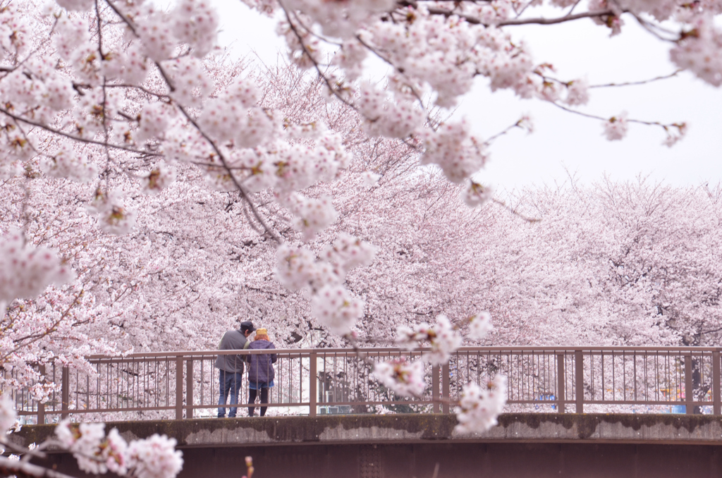 きょうは桜の日