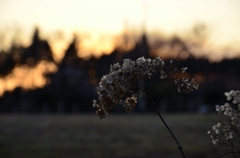 夕日