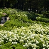 紫陽花広場