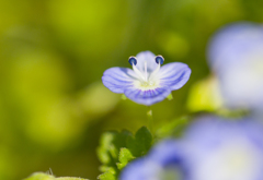 野の花