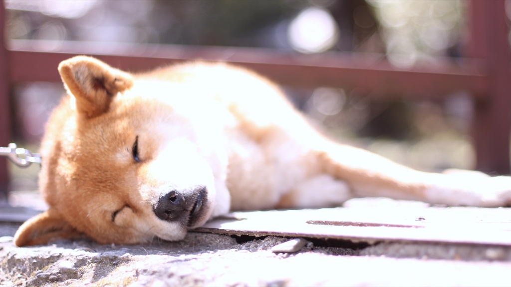日向ぼっこ