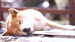 日向ぼっこ