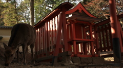奈良公園