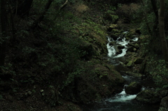 樹海
