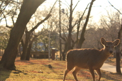 奈良公園