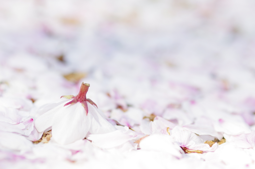 ももいろかーぺっと