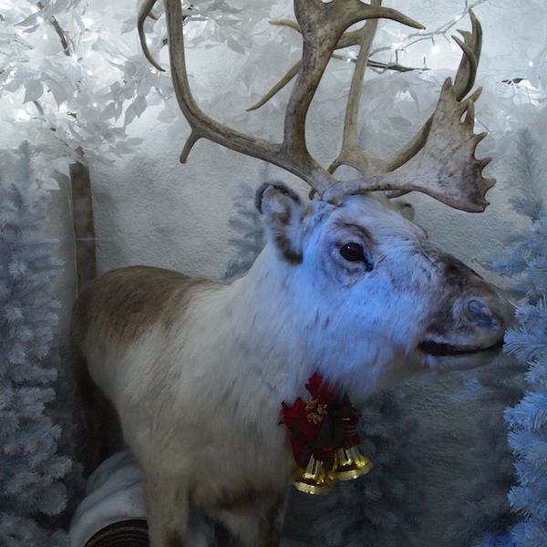 りっぱな角ですね