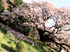 三百年生きた桜