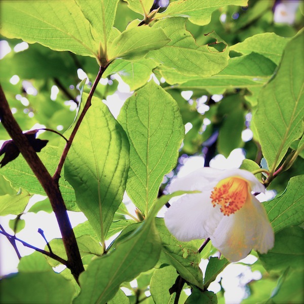 おひさまつばき