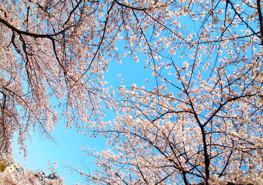 さくらのトンネル