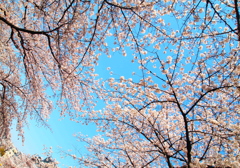 さくらのトンネル