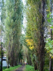 ポプラ並木
